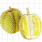 甲仑榴莲